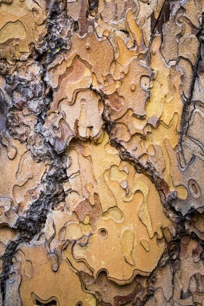 Washington, Wenatchee NF Ponderosa pine bark